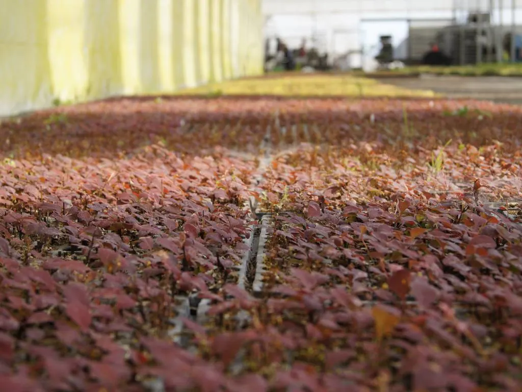 Vista desde la guardería de Marcinków 7